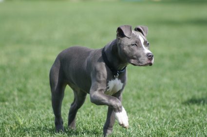 Dog Food for American Pit Bull Terrier