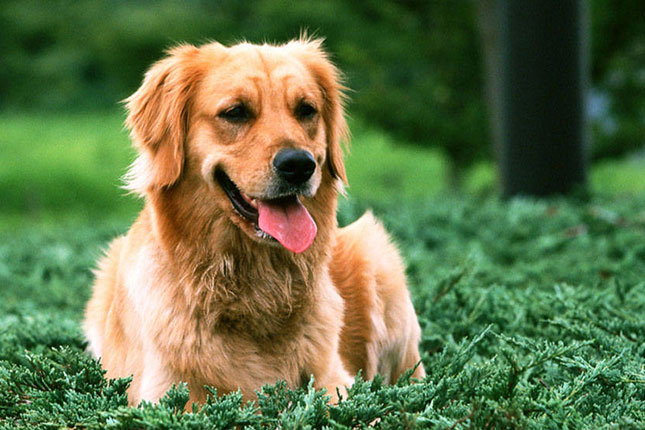 Dog Food for Golden Retriever