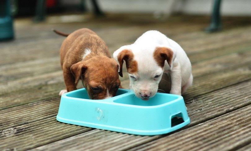 Dry Food for Small Dogs