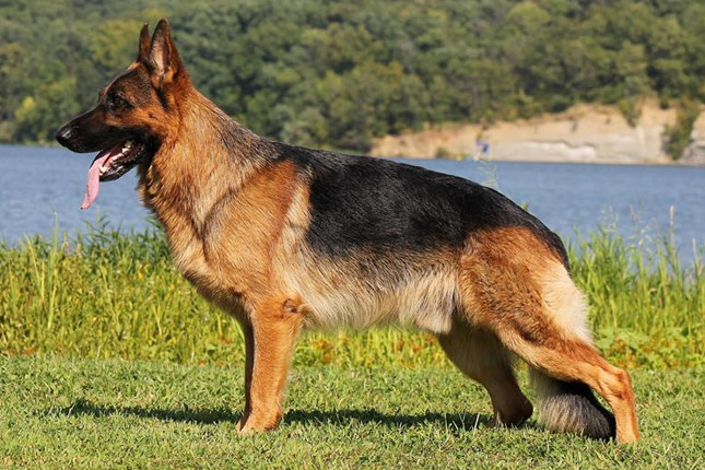 Dog Food for German Shepherd