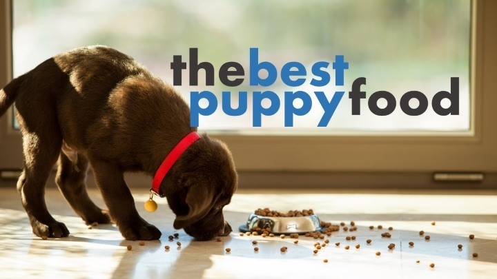 Puppy Food Brands