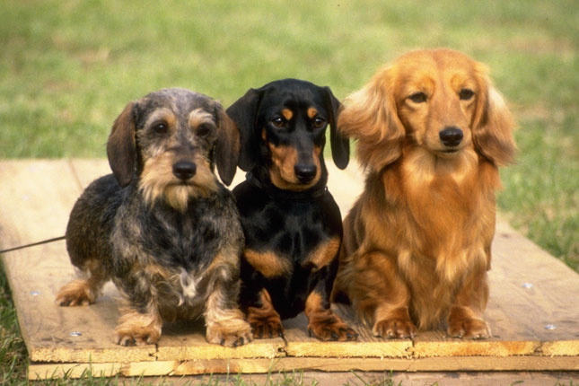 Dog Food for Dachshund