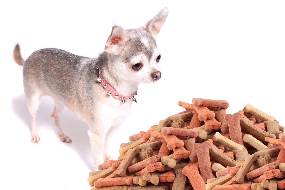 Dry Dog Food To Chihuahua