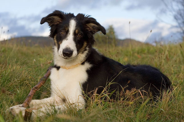 Dog Food for Border Collie