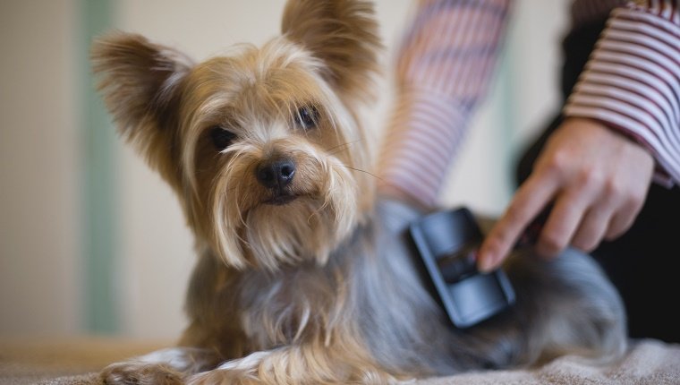 Brushing Your Dog