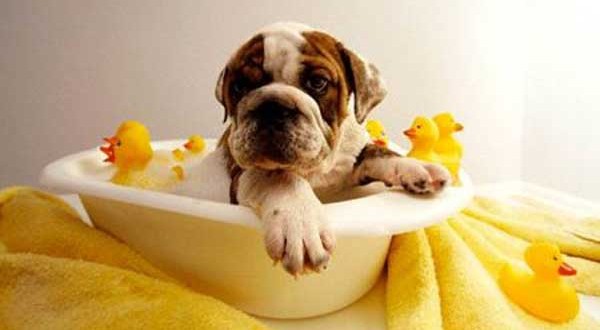 how often to bathe a dog?