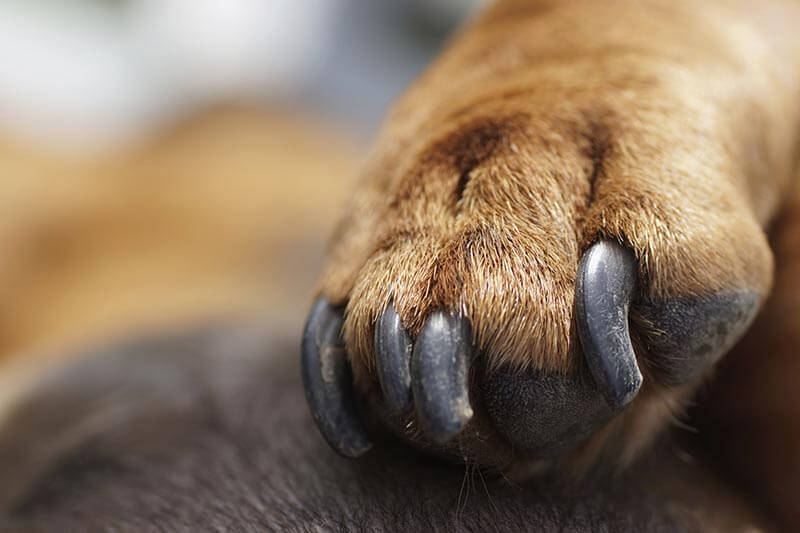 clipping dog's nail tips for different breeds