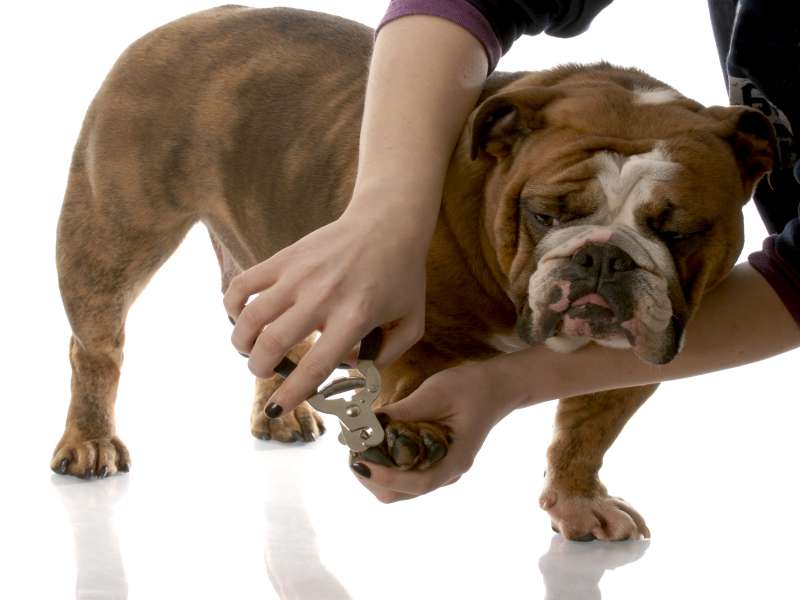 how to cut dog's nail