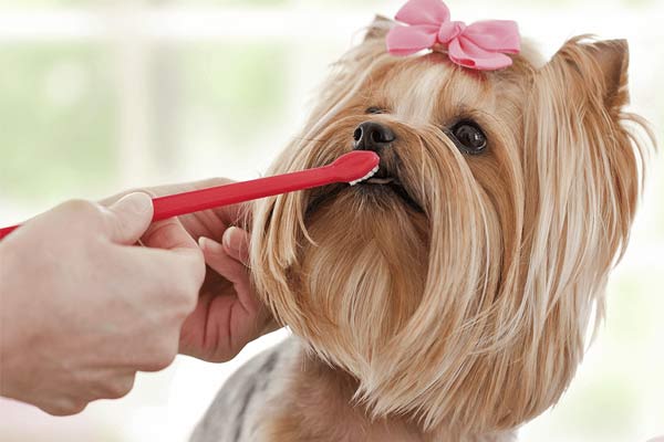 cost of dog teeth cleaning