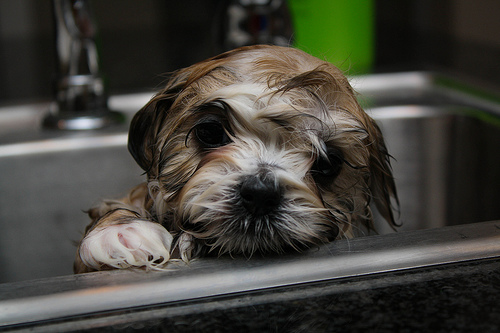 bathing tips for different breeds