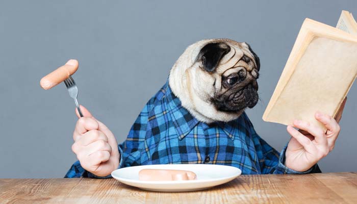 Best Dog Food To Pug