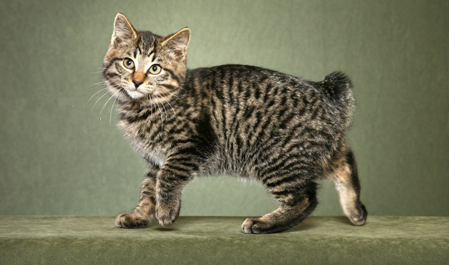 Kurilian Bobtail Cat Breed Information - Cat Breeds at ThePetOwners