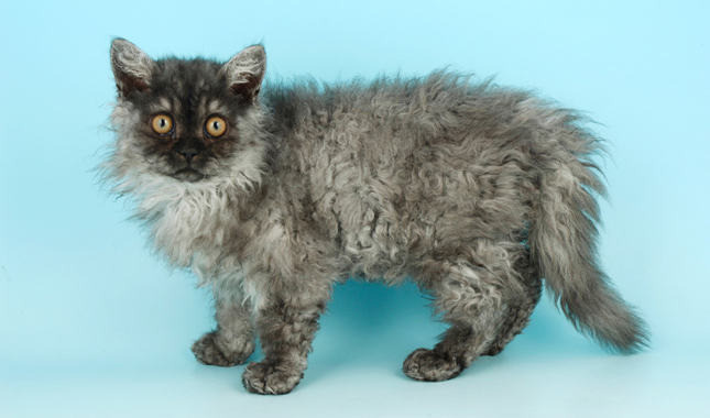 Selkirk Rex Cat Breed Information - Cat Breeds at ThePetOwners