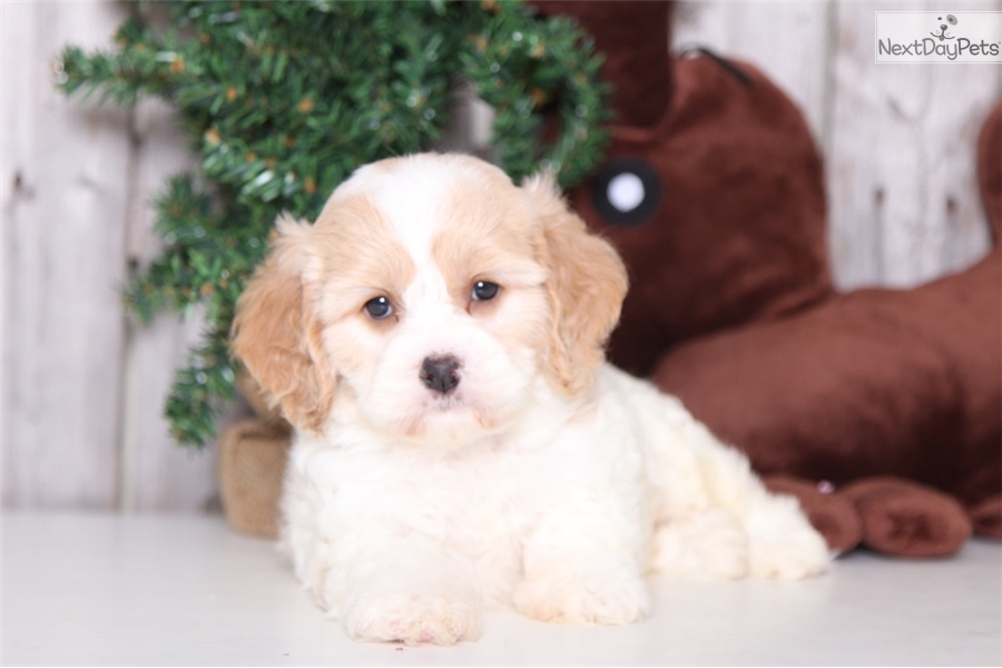 Cavachon.Meet Reno a Puppy for Adoption.