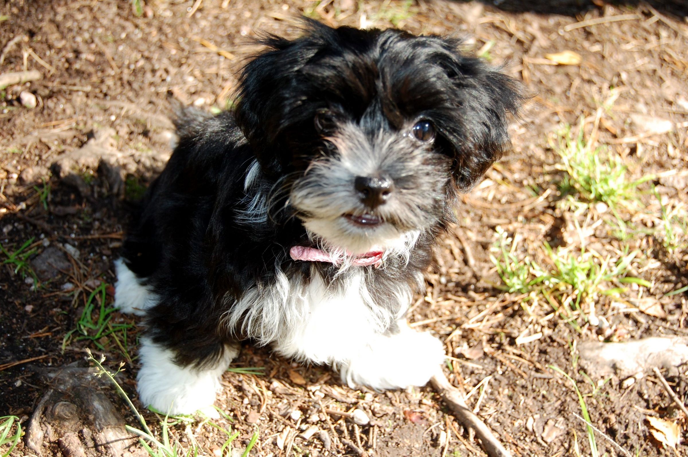 Havanese Information Dog Breeds at thepetowners