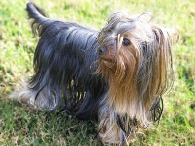 Yorkshire Terrier Information - Dog Breeds at thepetowners