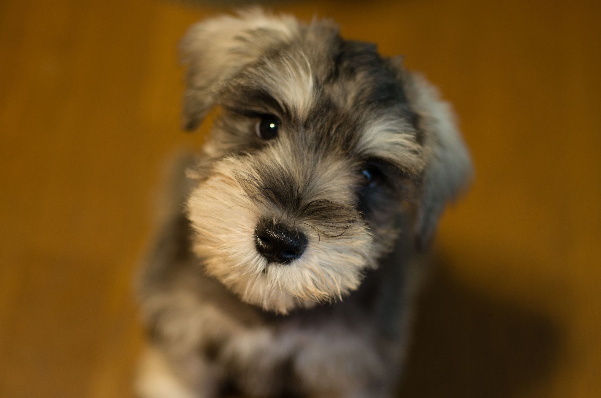 Miniature Schnauzer Puppies for Sale Colorado | TLC Kennel