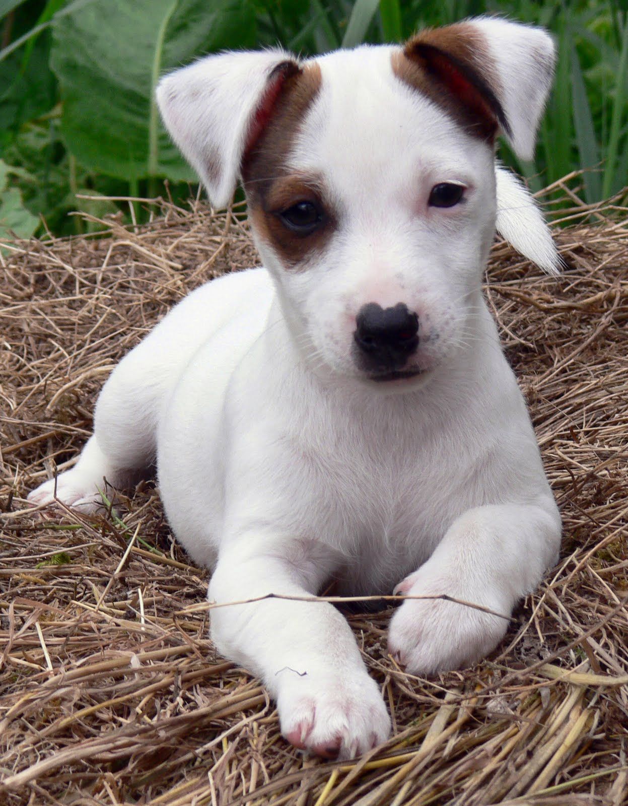 Jack Russell Terrier Information Dog Breeds At Thepetowners Jack Russell Terrier Information Dog Breeds At Thepetowners