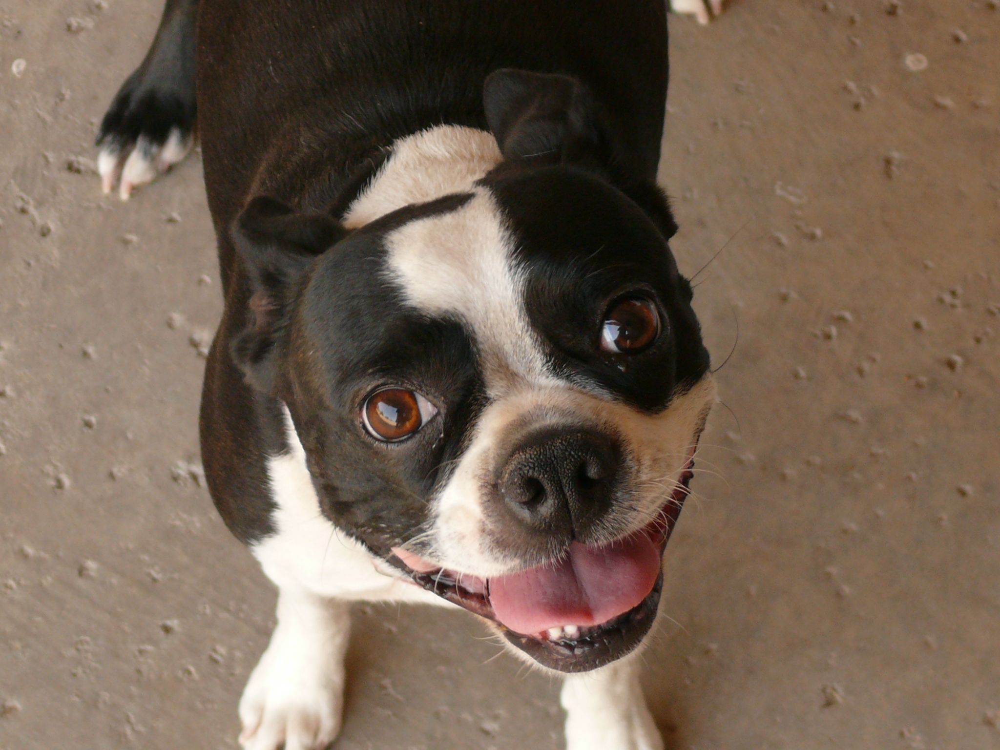 Boston Terrier Information - Dog Breeds at thepetowners