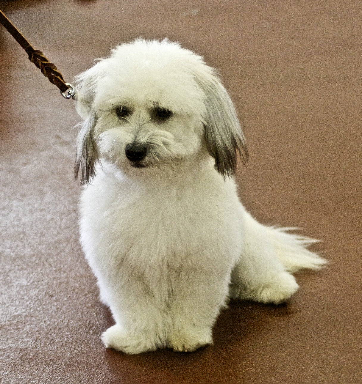 Coton De Tulear Information Dog Breeds at thepetowners