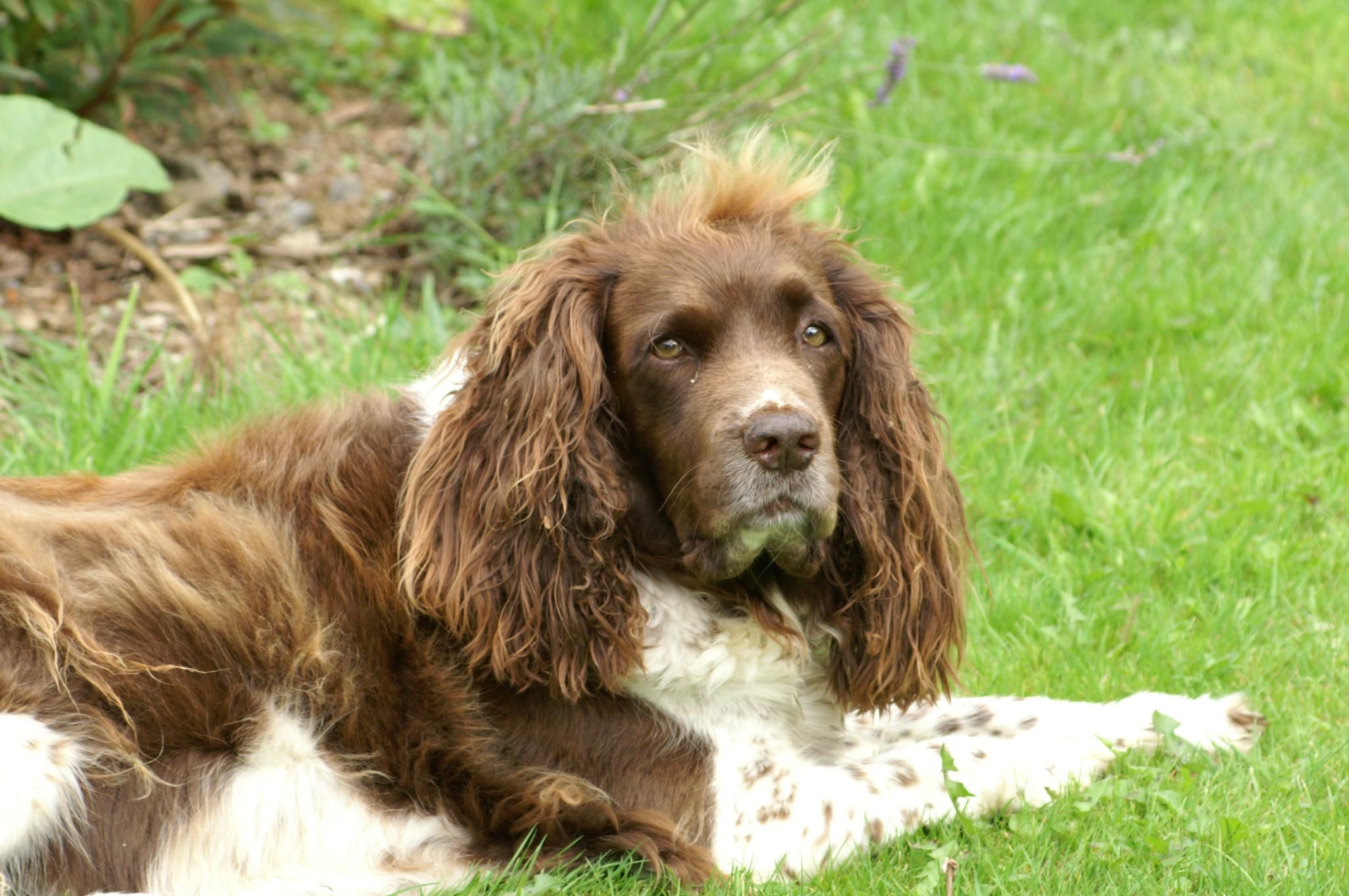 welsh-springer-spaniels-they-find-a-way-of-winding-themselves-around