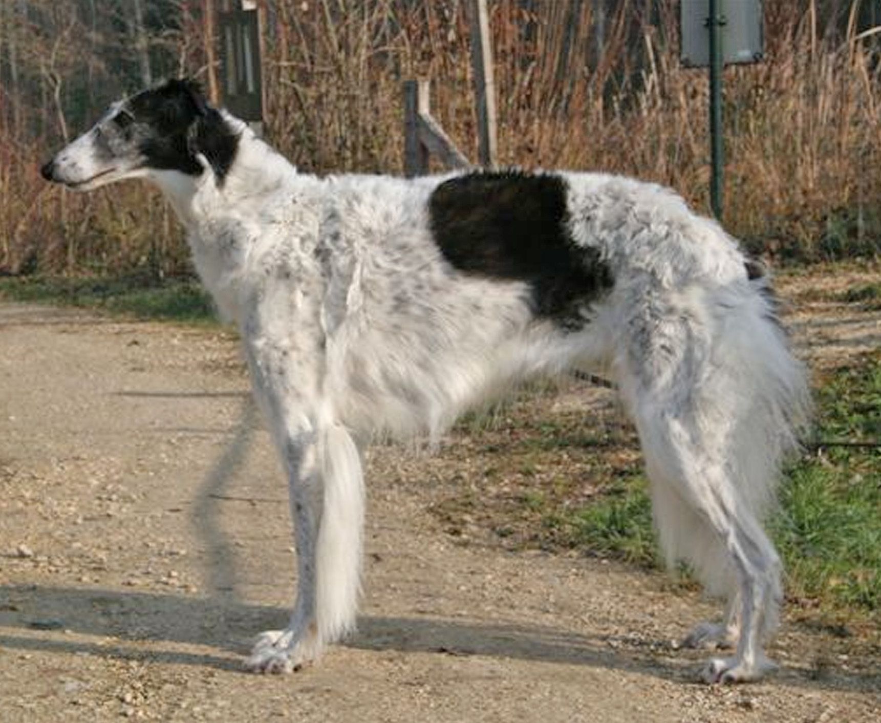 Borzoi Information Dog Breeds At Thepetowners