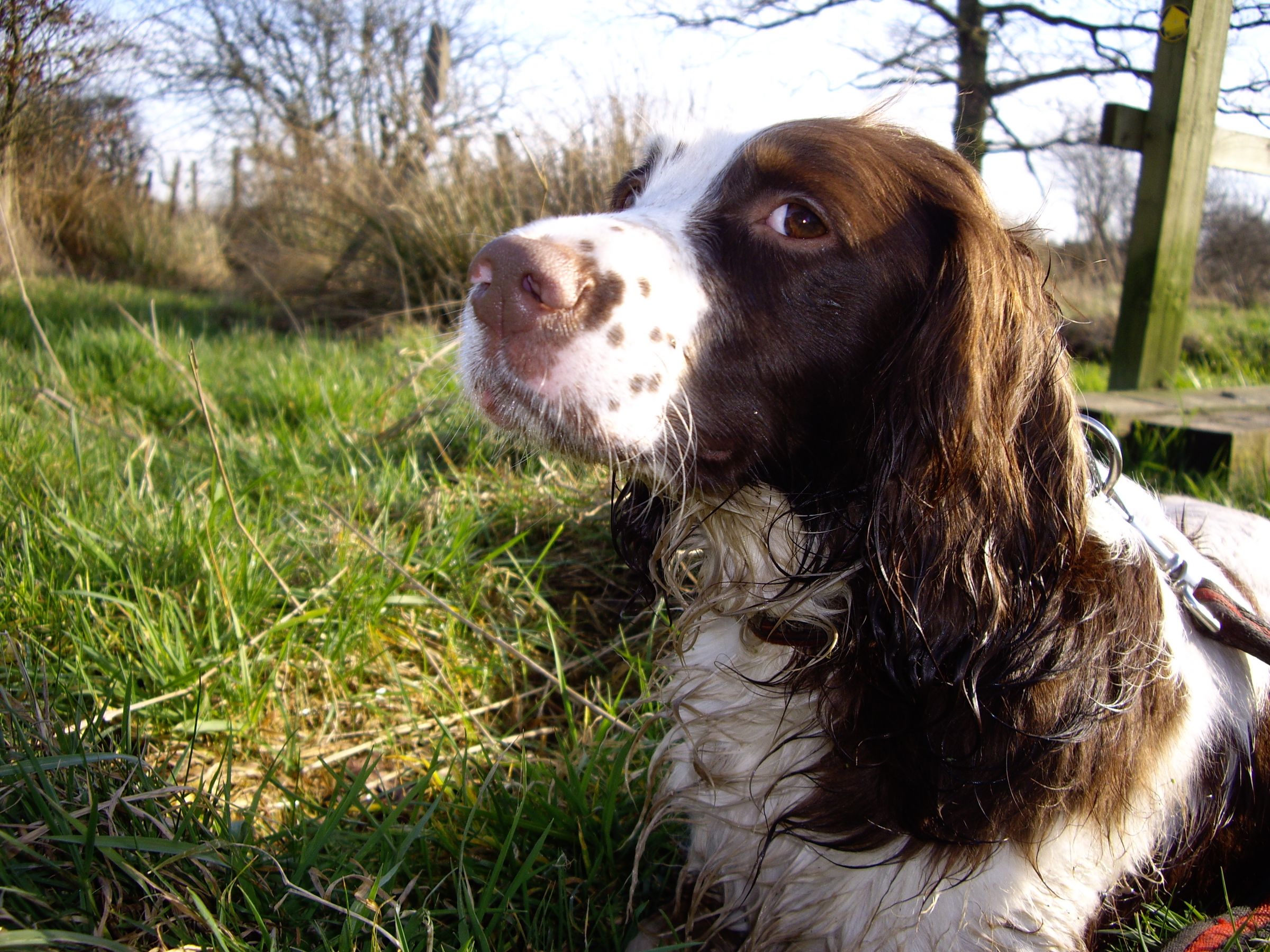 Average Size Of Male English Springer Spaniel