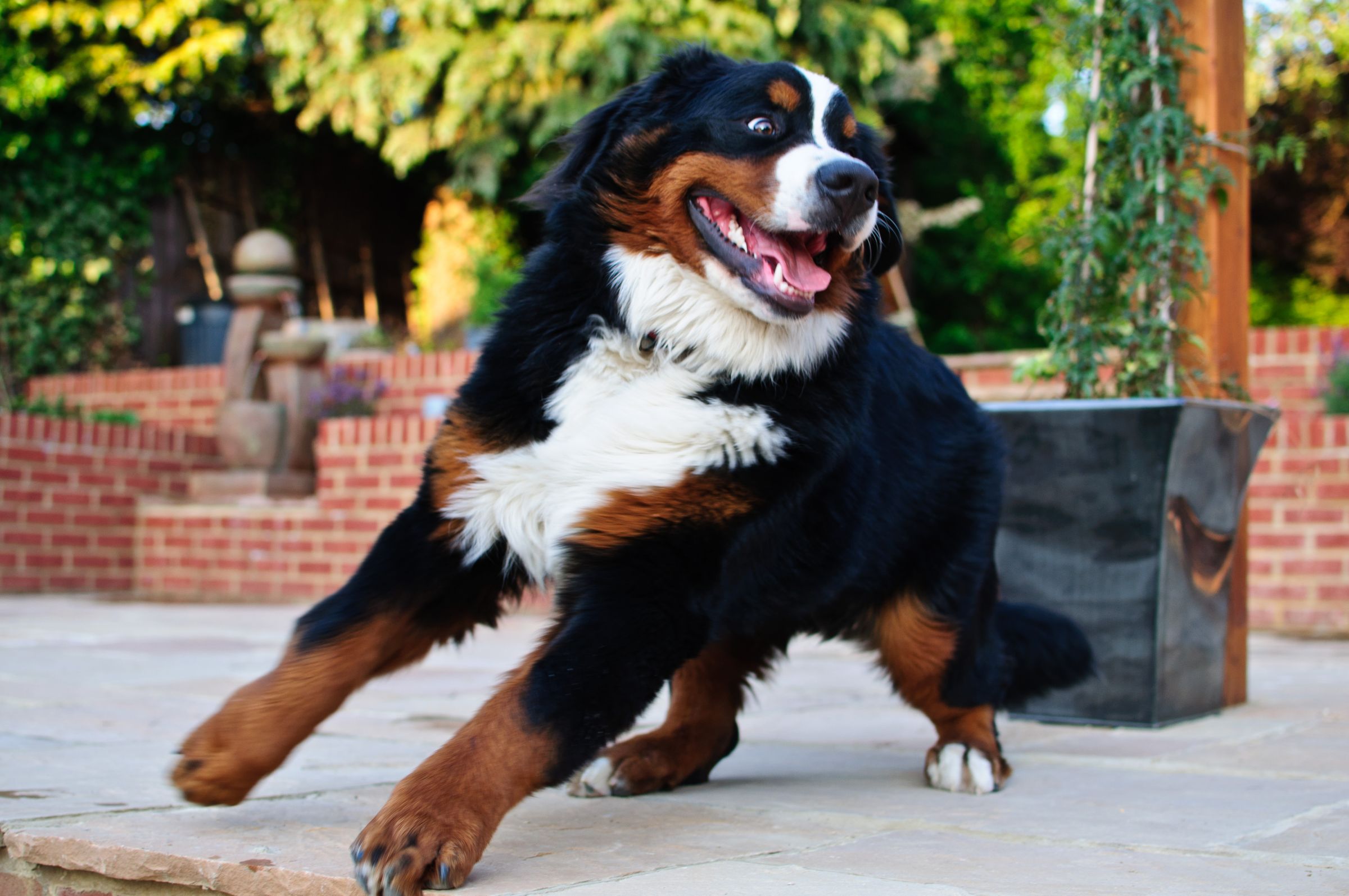 Bernese Mountain Dog Information - Dog Breeds at thepetowners