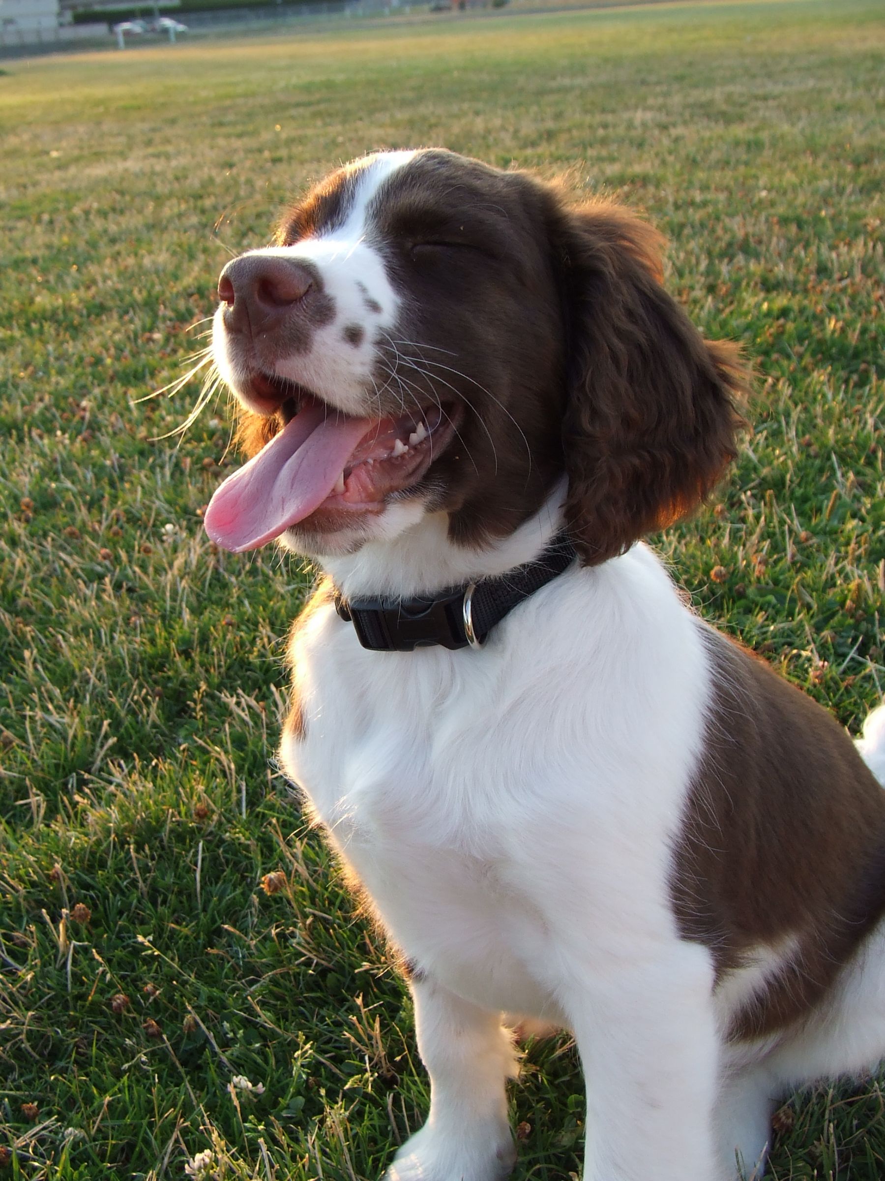 Different Colors Of English Springer Spaniels