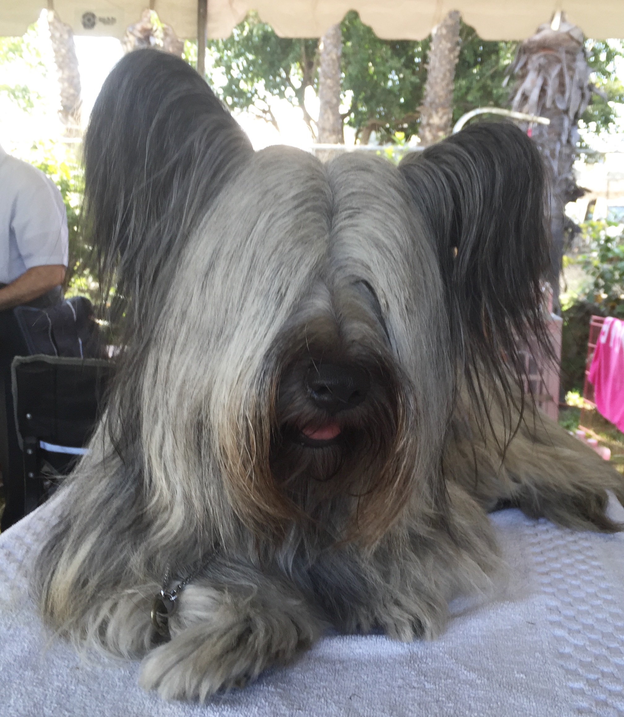 Skye Terrier Information - Dog Breeds at thepetowners